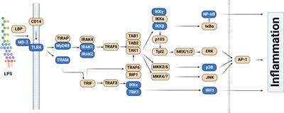 Alternative pre-mRNA splicing as a mechanism for terminating Toll-like Receptor signaling